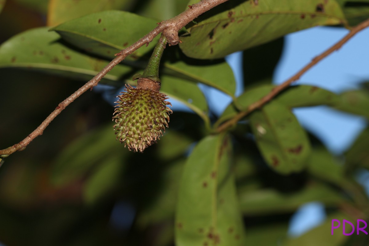 Annona muricata L.